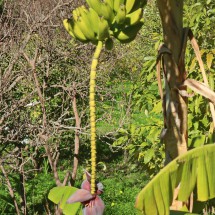 Flowering banana plant in Frigiliana
